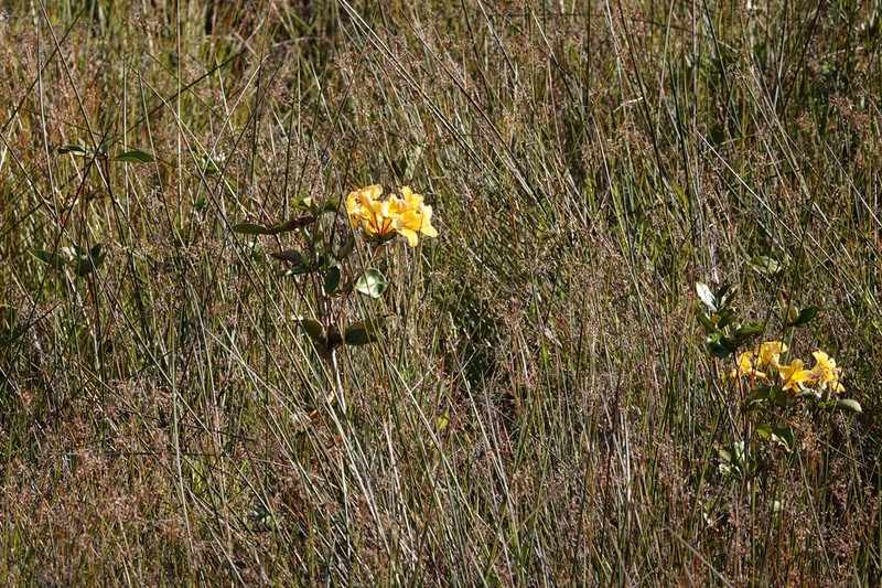Rhododendron laetum photo 2