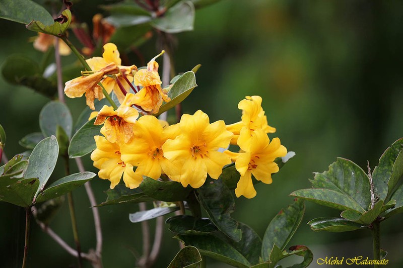 Rhododendron laetum photo 3