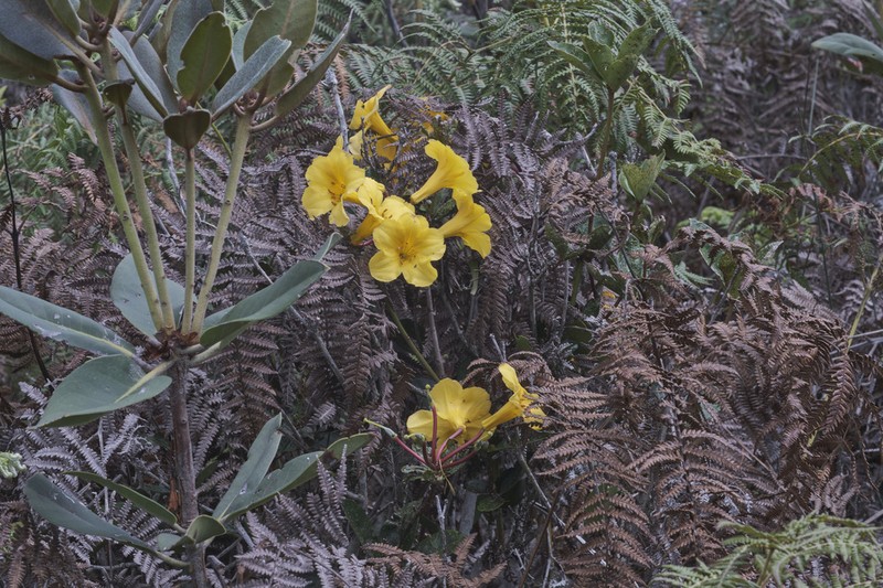 Rhododendron laetum photo 4