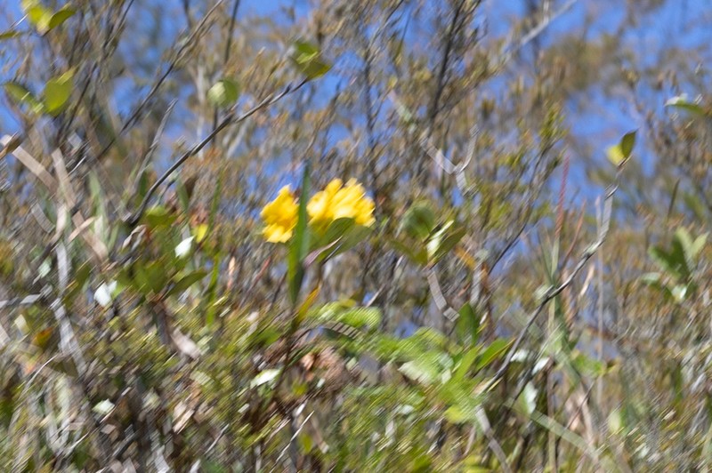 Rhododendron laetum photo 5
