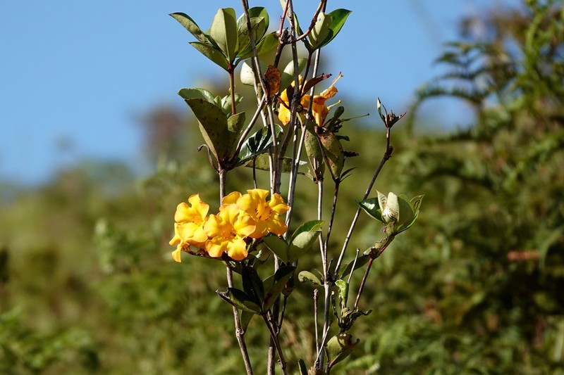 Rhododendron laetum photo 6