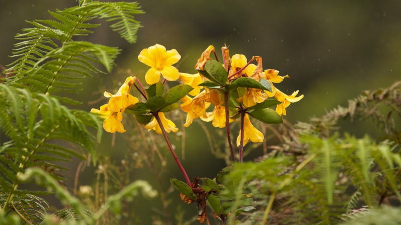Rhododendron laetum photo 7