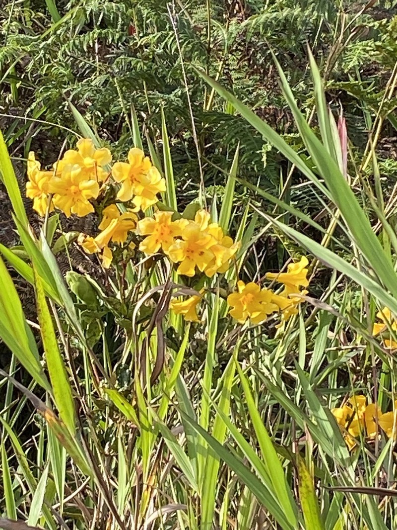 Rhododendron laetum photo 8
