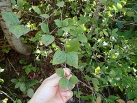 Rhododendron lagopus