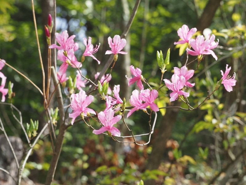 Rhododendron lagopus photo 2