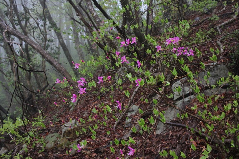 Rhododendron lagopus photo 3