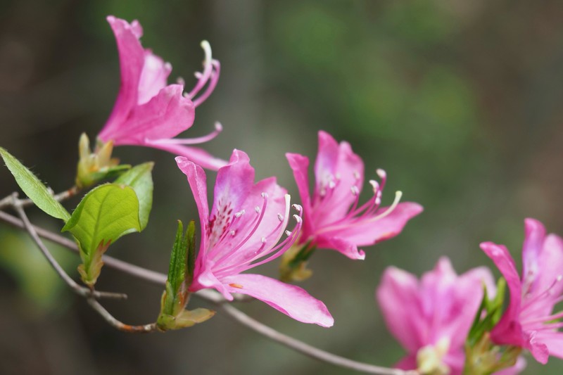 Rhododendron lagopus photo 4