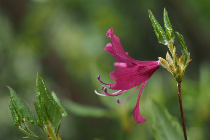 Rhododendron lagopus photo 5