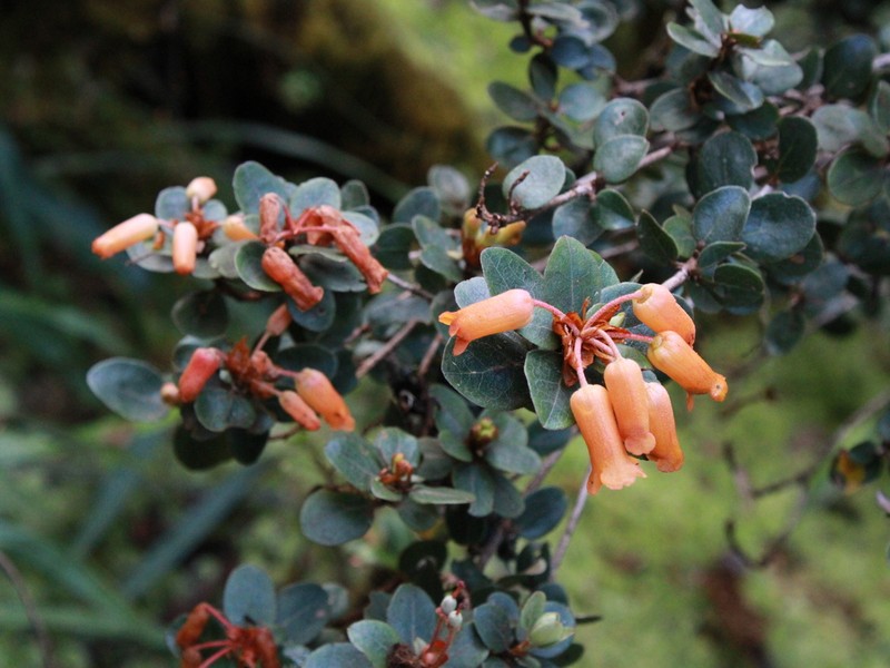 Rhododendron lagunculicarpum