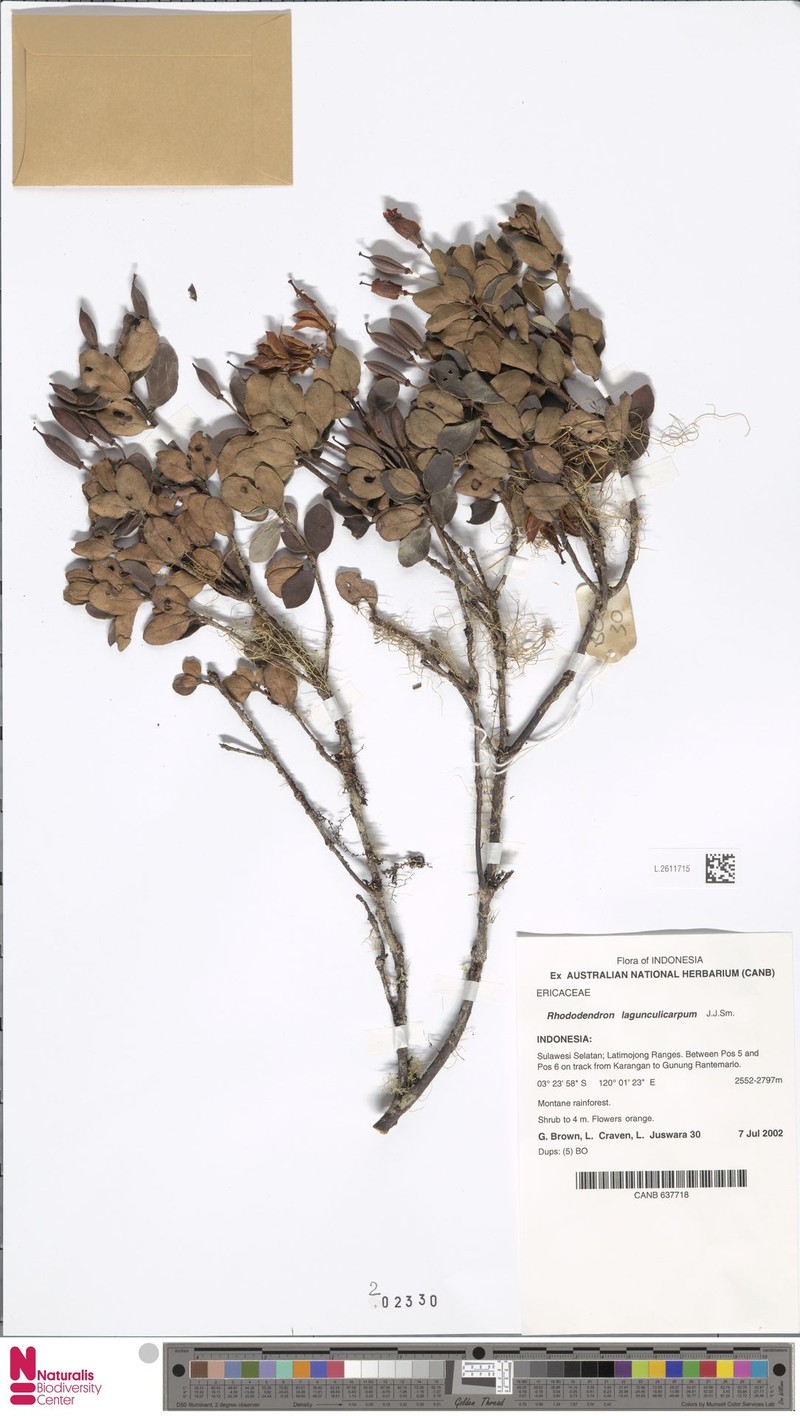Rhododendron lagunculicarpum photo 3