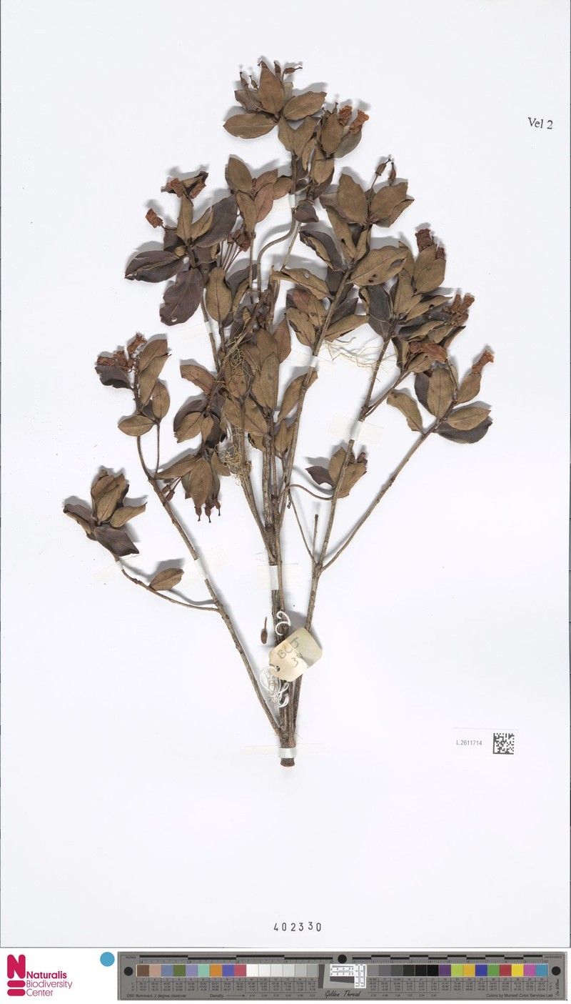 Rhododendron lagunculicarpum photo 4