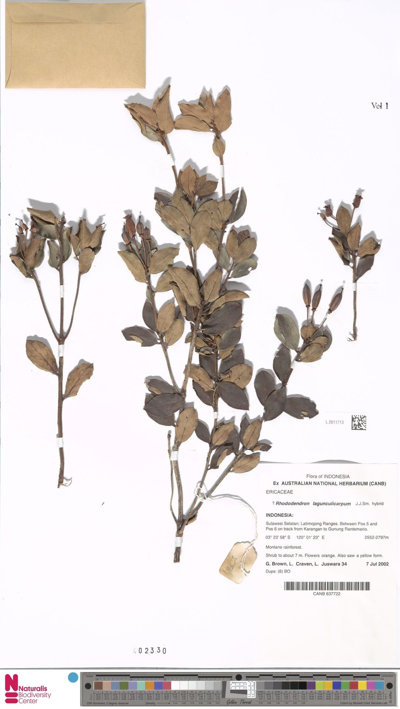 Rhododendron lagunculicarpum photo 5