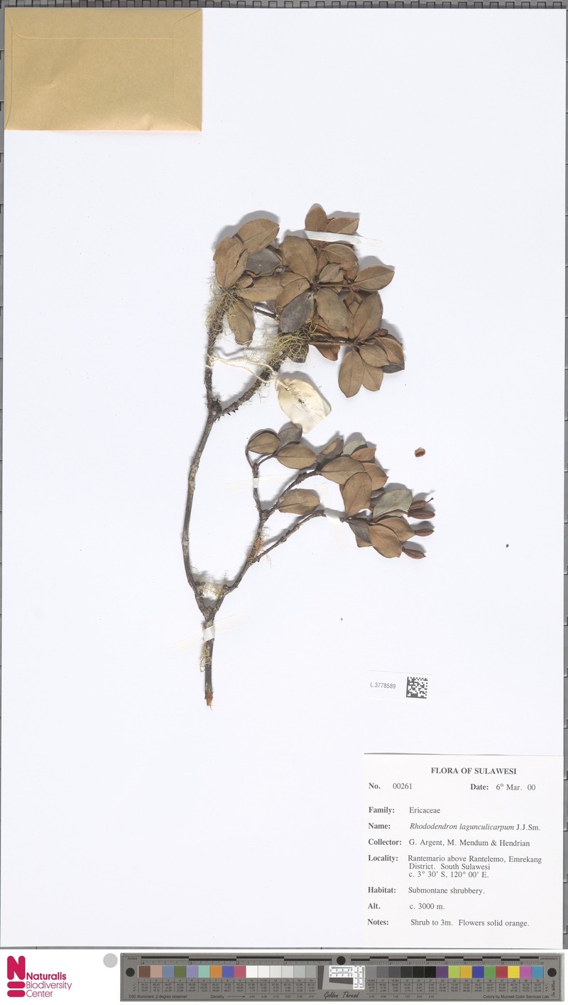Rhododendron lagunculicarpum photo 6
