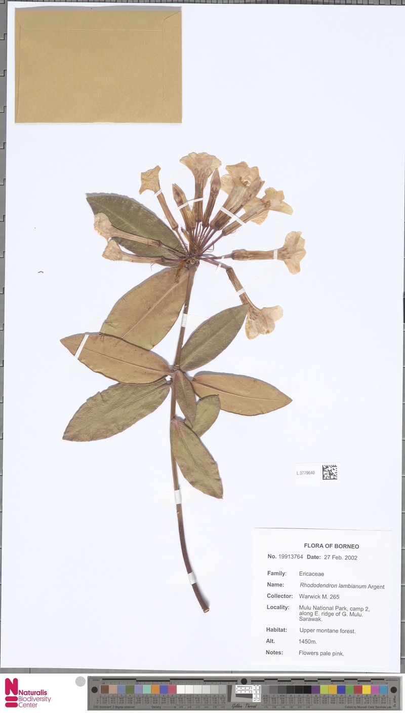 Rhododendron lambianum photo 2
