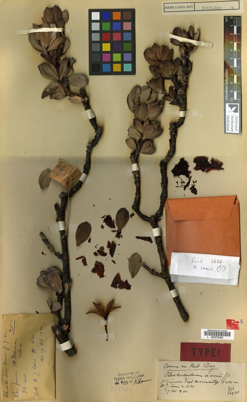 Rhododendron lamii