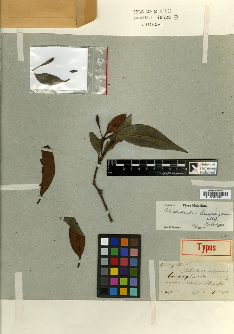 Rhododendron lampongum photo 3