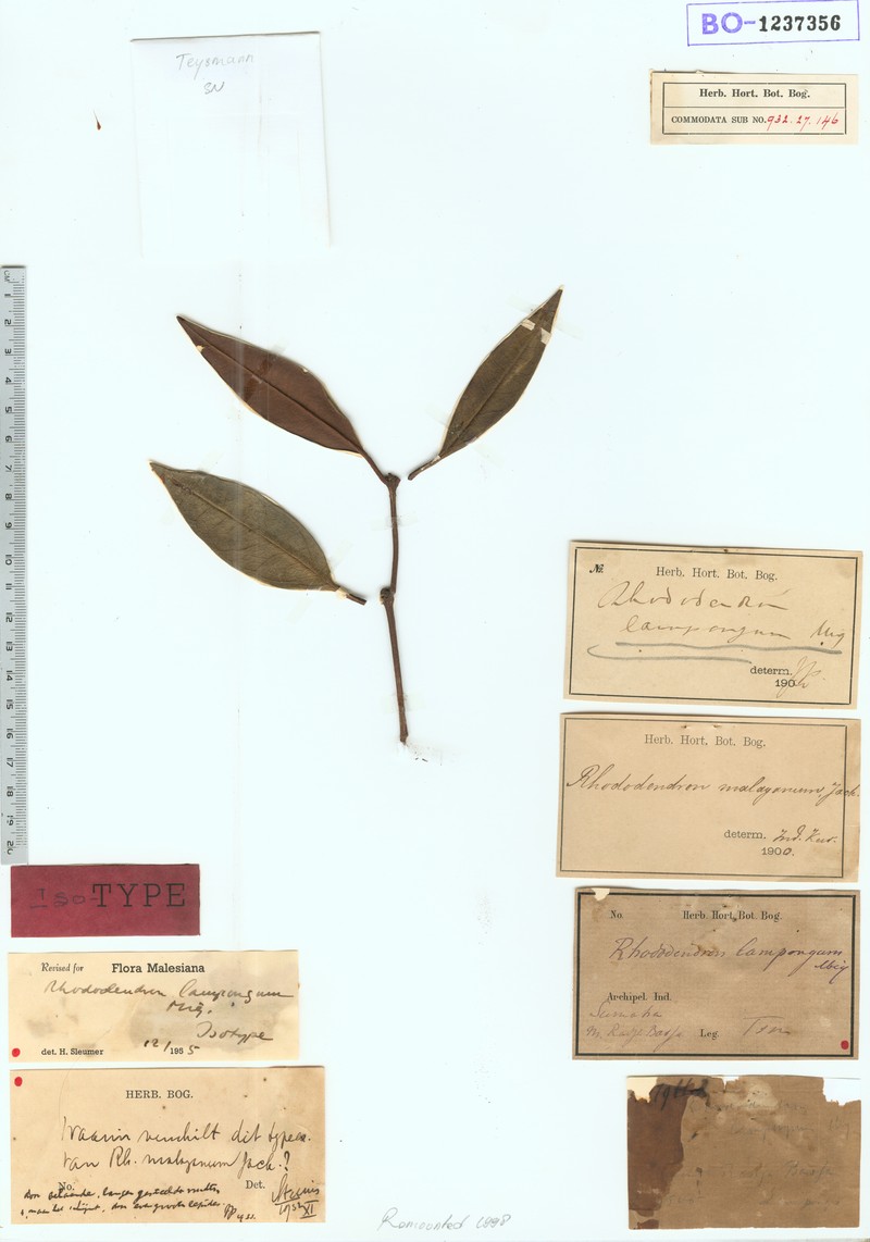 Rhododendron lampongum photo 4