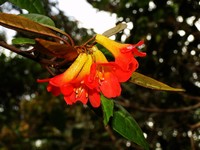 Rhododendron lamrialianum