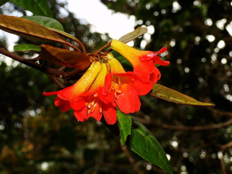Rhododendron lamrialianum