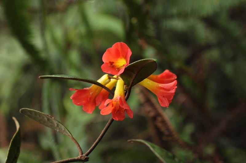 Rhododendron lamrialianum photo 3