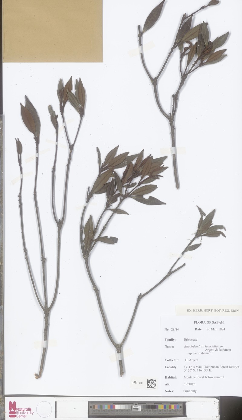 Rhododendron lamrialianum photo 4