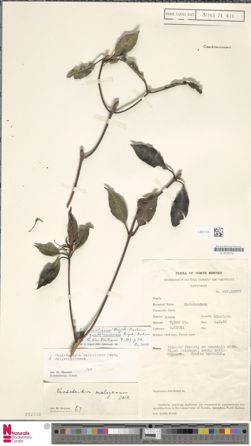 Rhododendron lamrialianum photo 7