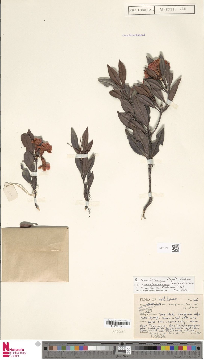 Rhododendron lamrialianum photo 8
