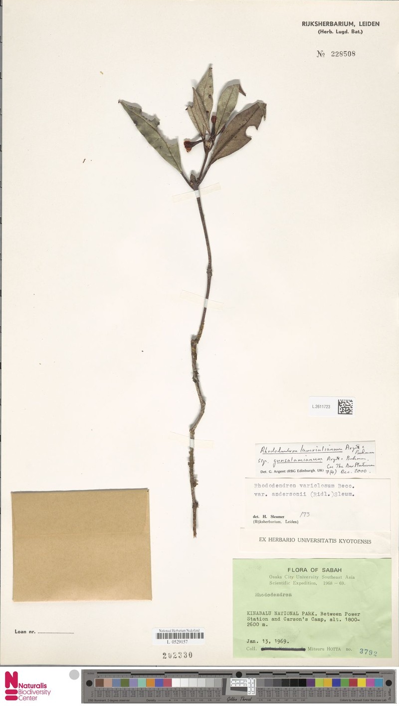 Rhododendron lamrialianum subsp. gunsalamianum