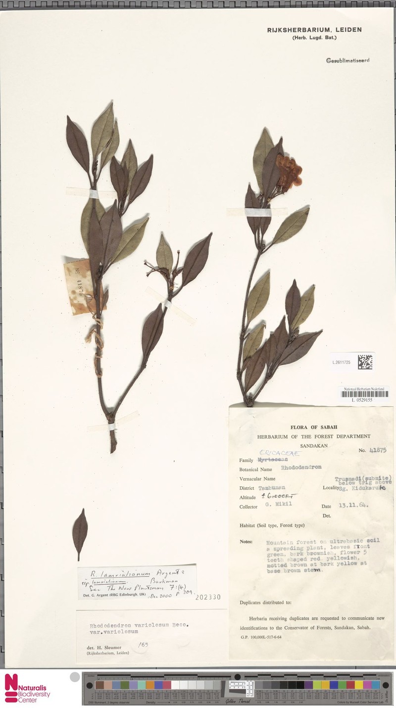 Rhododendron lamrialianum subsp. gunsalamianum photo 2