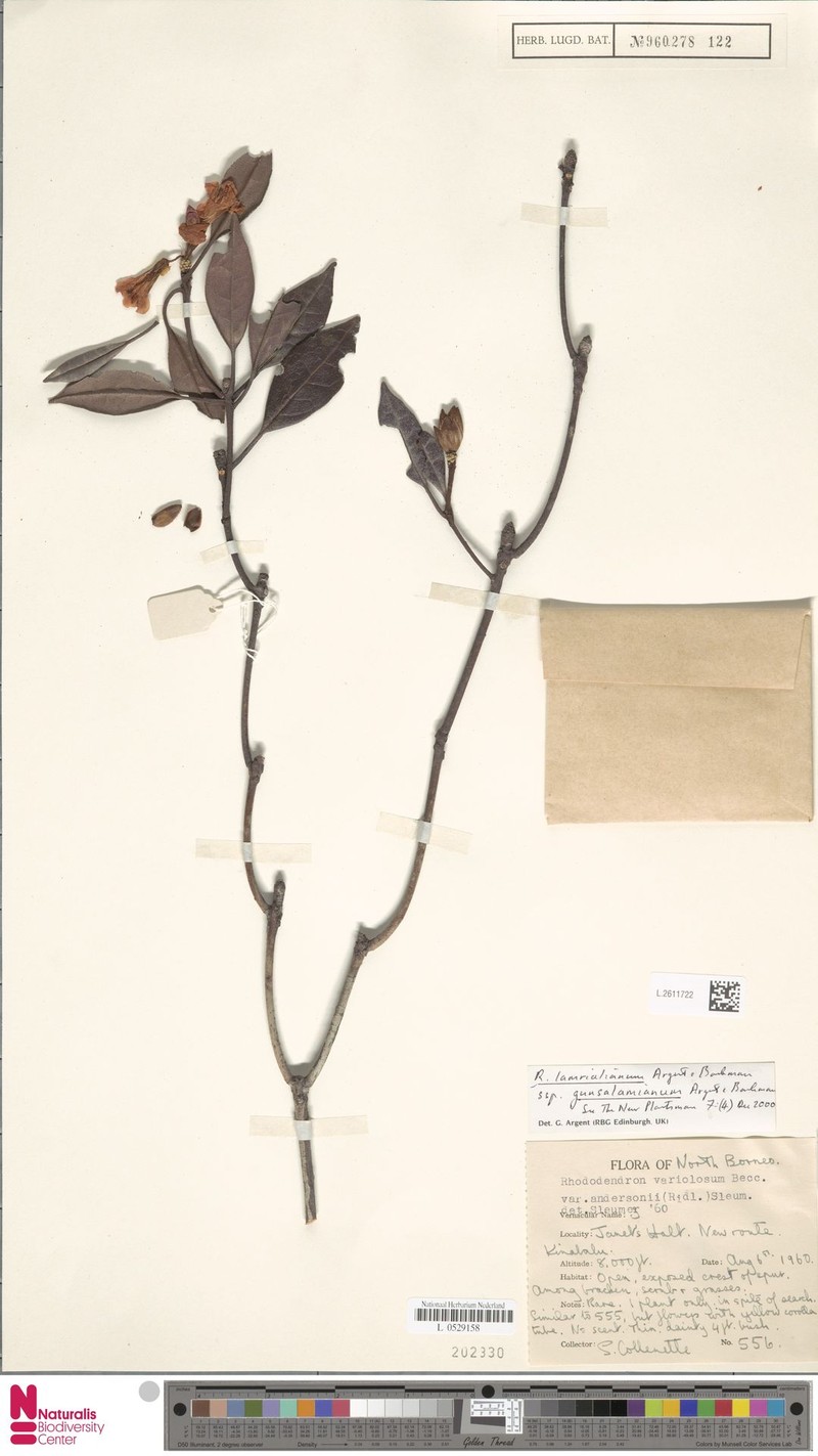 Rhododendron lamrialianum subsp. gunsalamianum photo 5