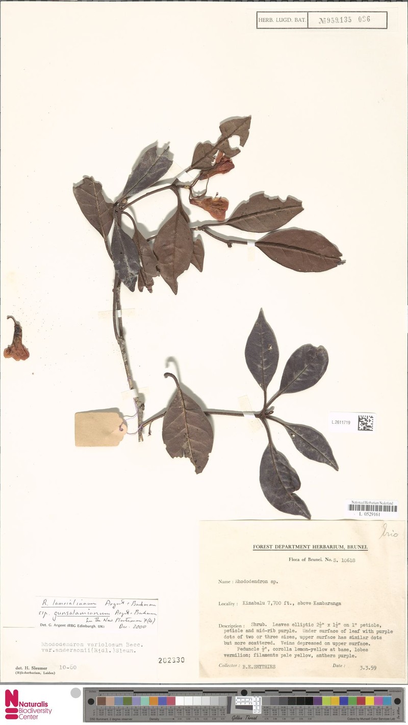 Rhododendron lamrialianum subsp. gunsalamianum photo 6