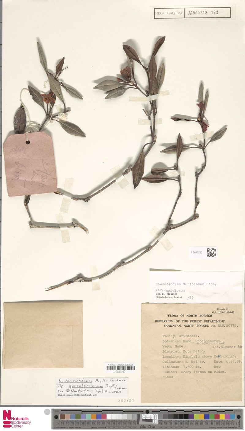 Rhododendron lamrialianum subsp. gunsalamianum photo 7