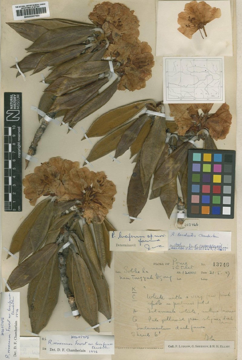 Rhododendron lanatoides