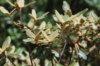 Rhododendron lanatum