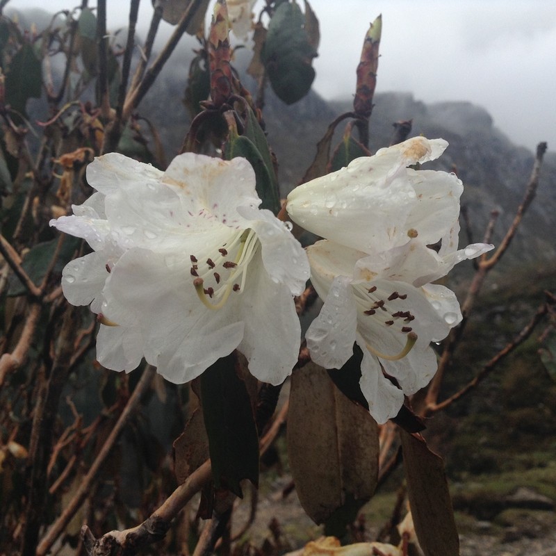 Rhododendron lanatum photo 2