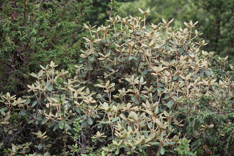 Rhododendron lanatum photo 3