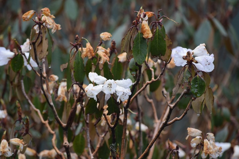 Rhododendron lanatum photo 4
