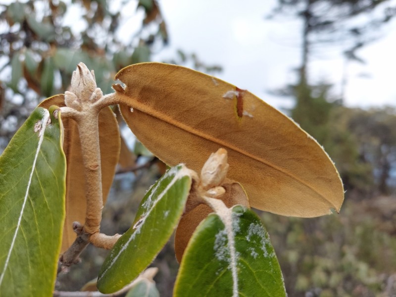 Rhododendron lanatum photo 5