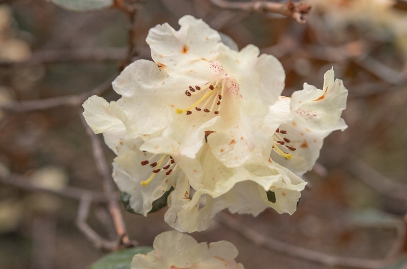 Rhododendron lanatum photo 6