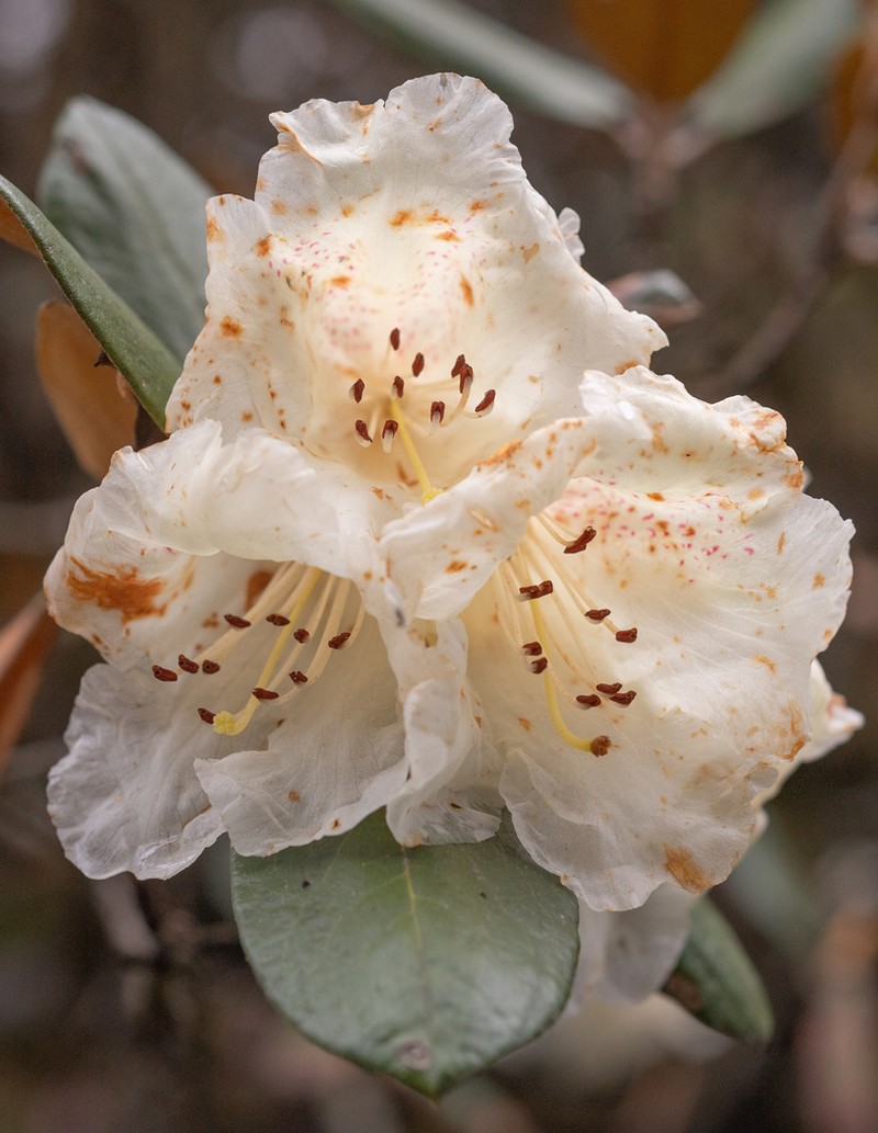 Rhododendron lanatum photo 7