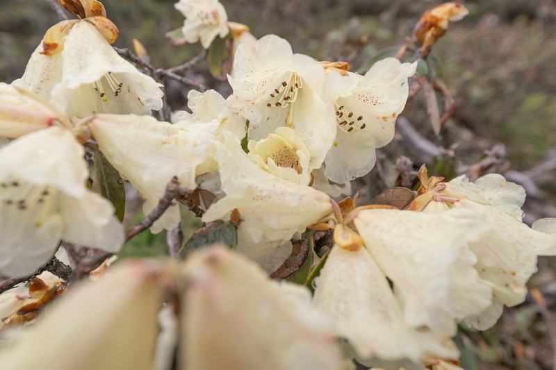 Rhododendron lanatum photo 8