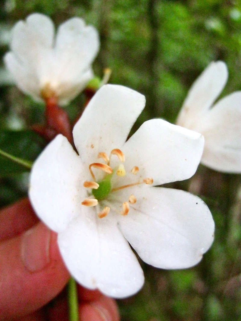 Rhododendron lanceolatum