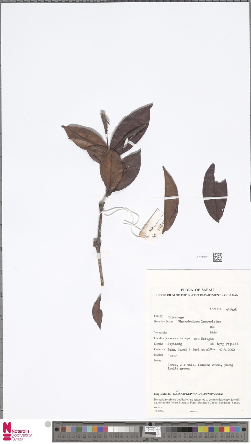 Rhododendron lanceolatum photo 2