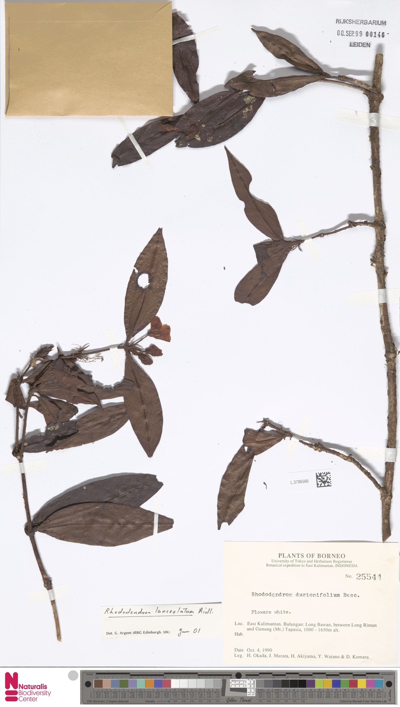 Rhododendron lanceolatum photo 3