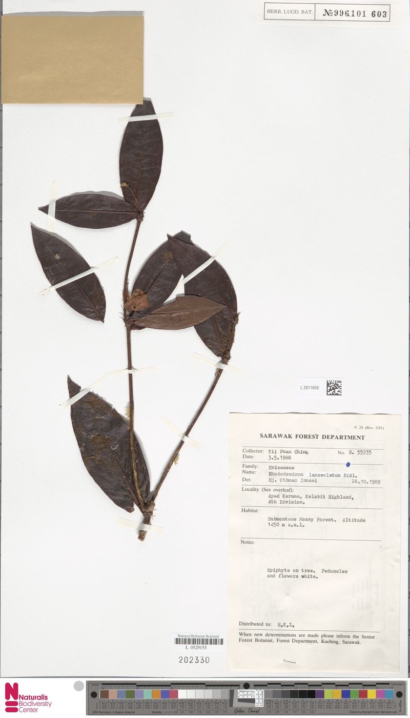 Rhododendron lanceolatum photo 4