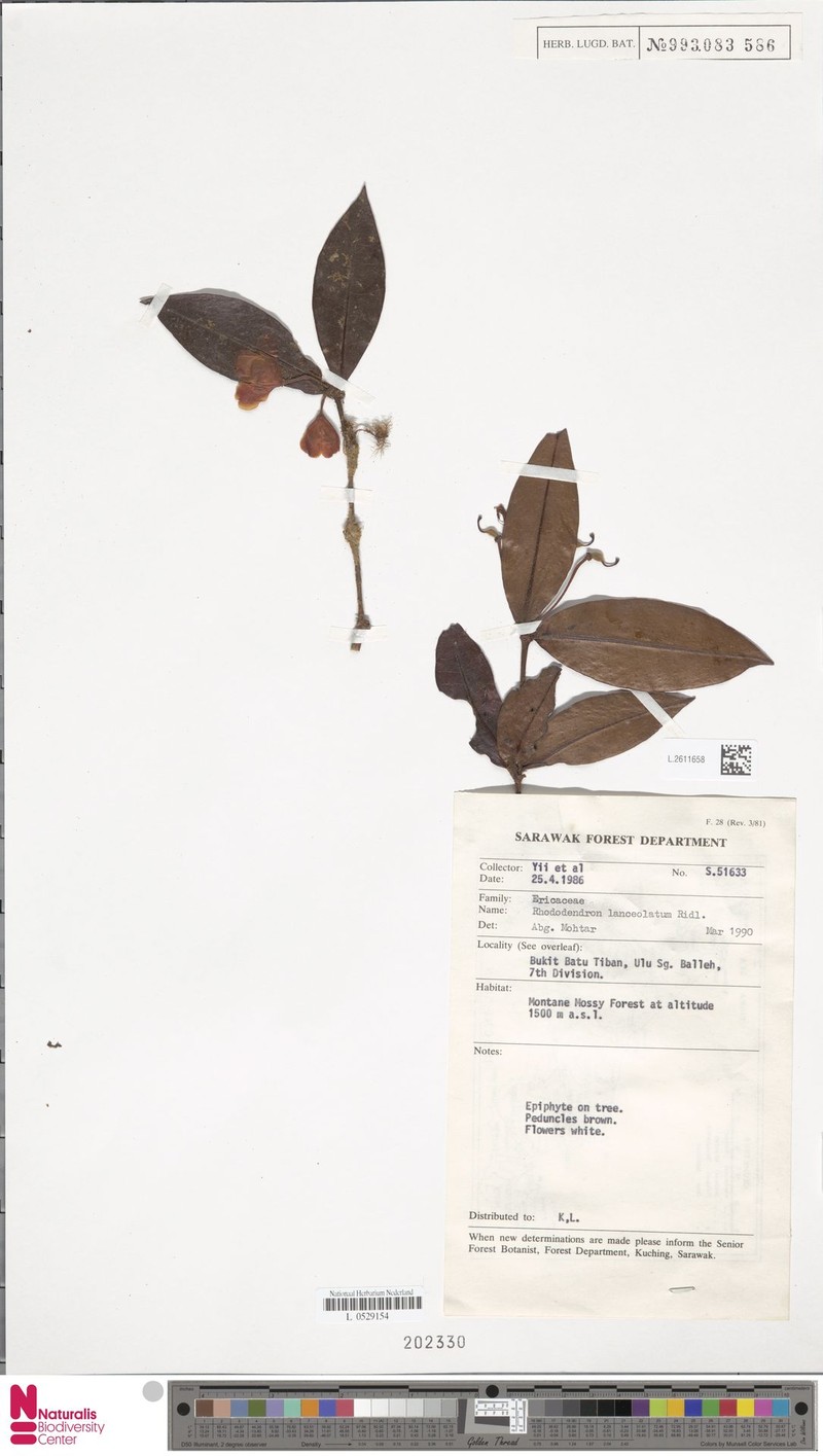 Rhododendron lanceolatum photo 5