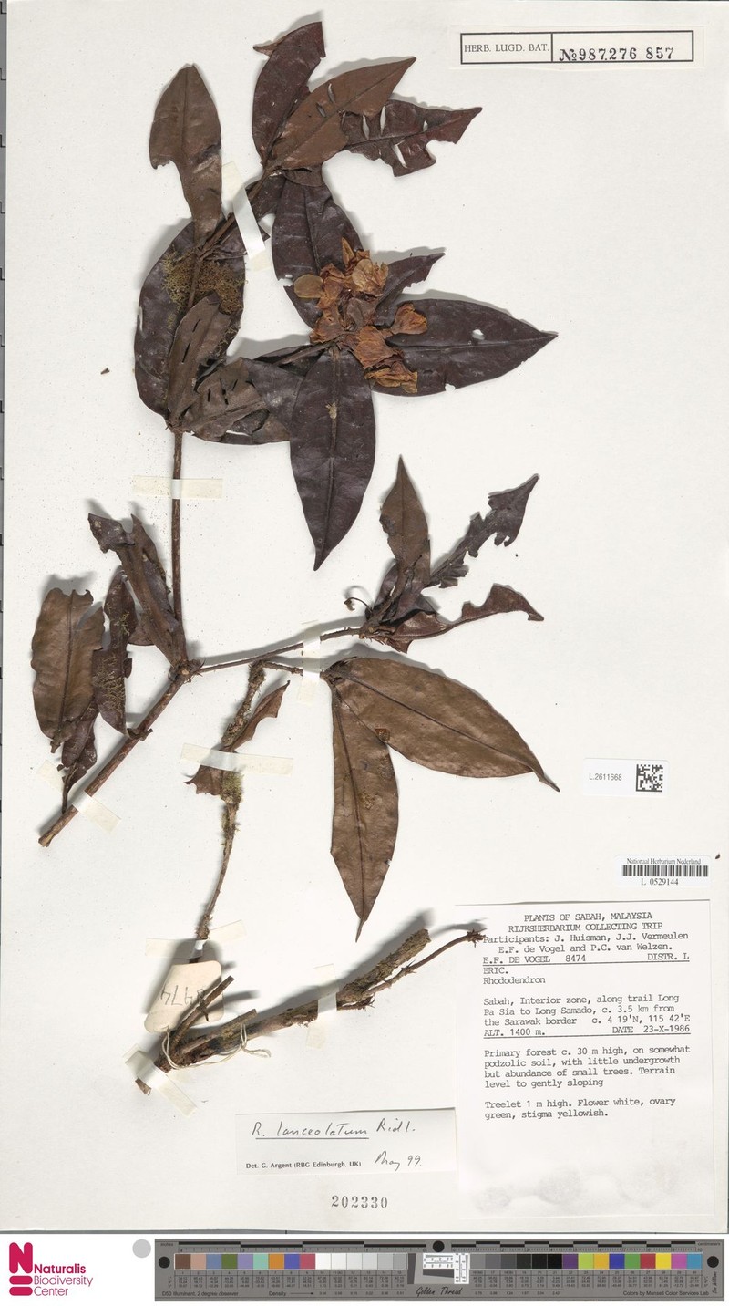 Rhododendron lanceolatum photo 6