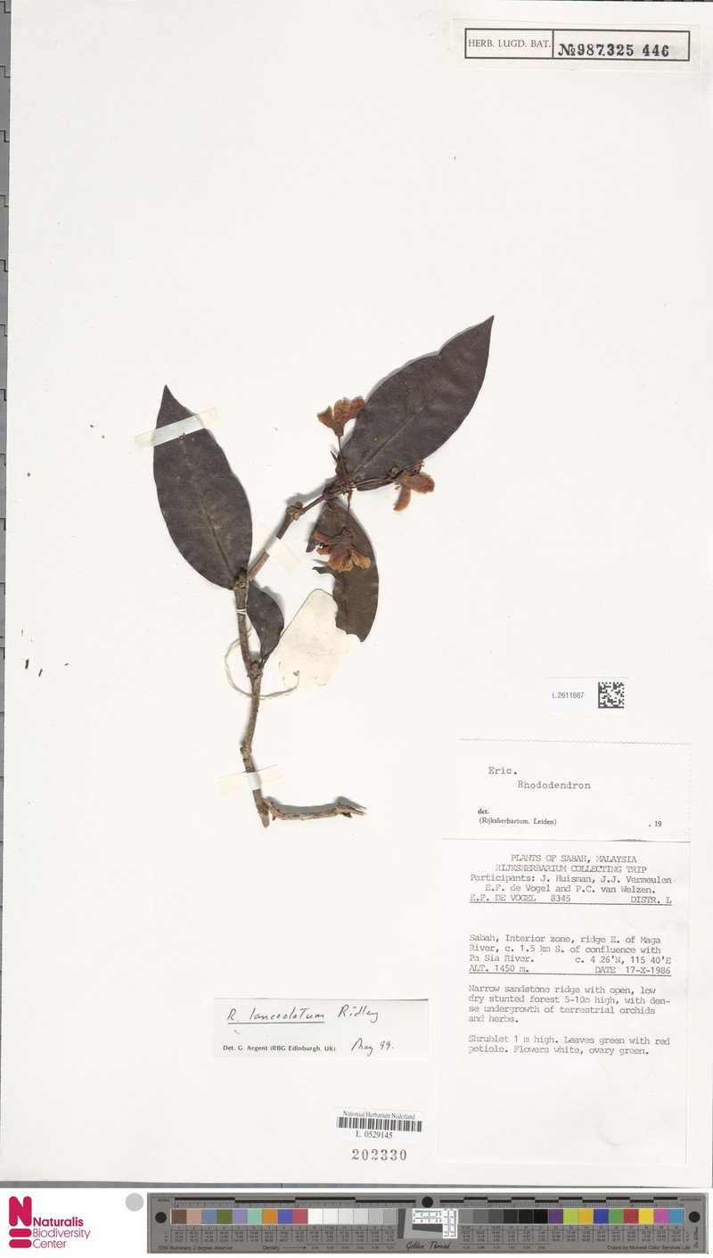 Rhododendron lanceolatum photo 7