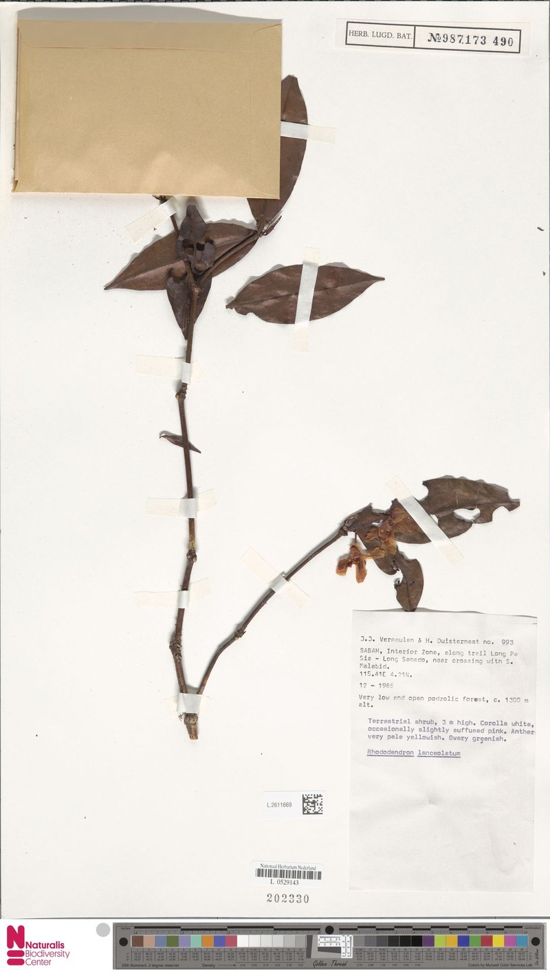 Rhododendron lanceolatum photo 8