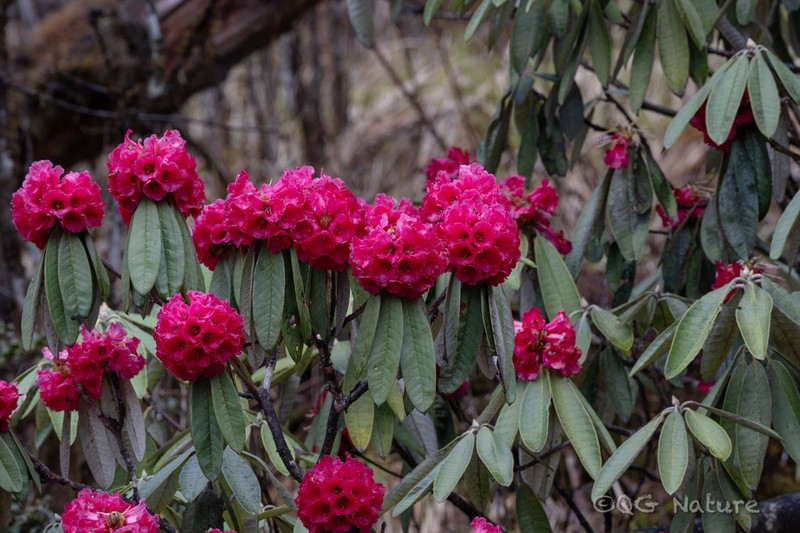 Rhododendron lanigerum photo 2